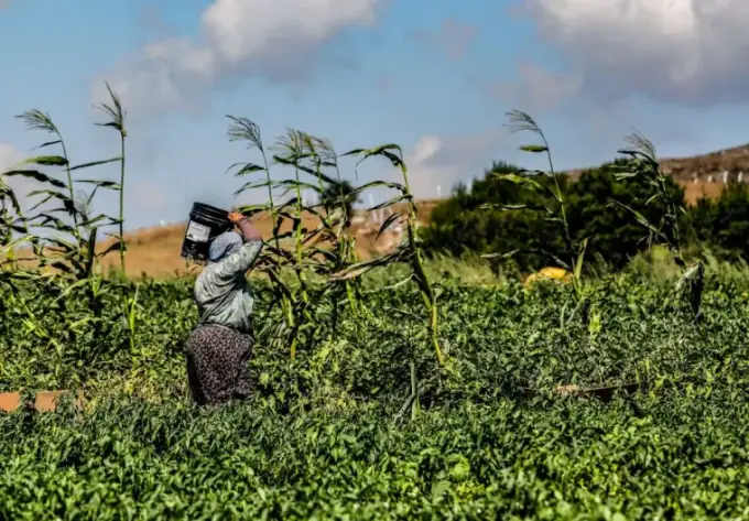 A farmer working a field of crops