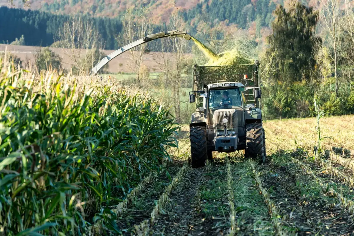 A tractor working a maize harvest across open farmland
